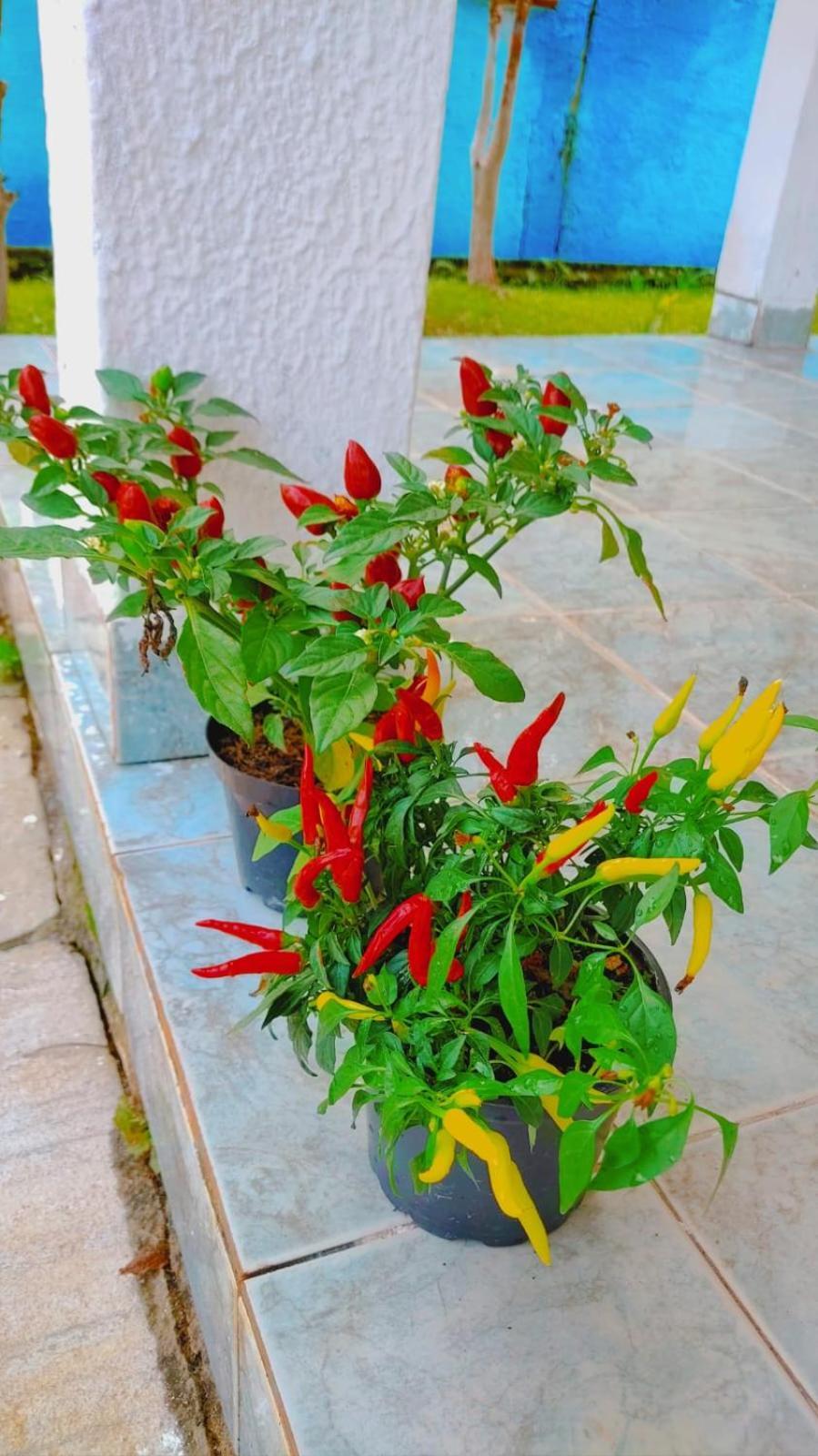 Renovo Beija-Flor Hostel E Espaco Terapeutico เบอร์ทีโอกา ภายนอก รูปภาพ