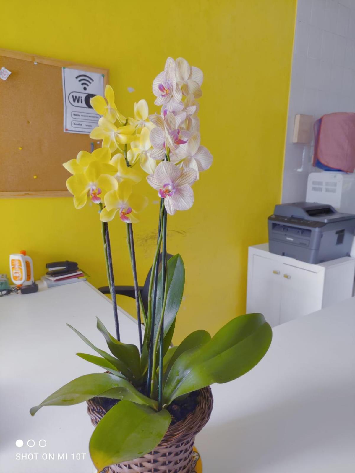 Renovo Beija-Flor Hostel E Espaco Terapeutico เบอร์ทีโอกา ภายนอก รูปภาพ
