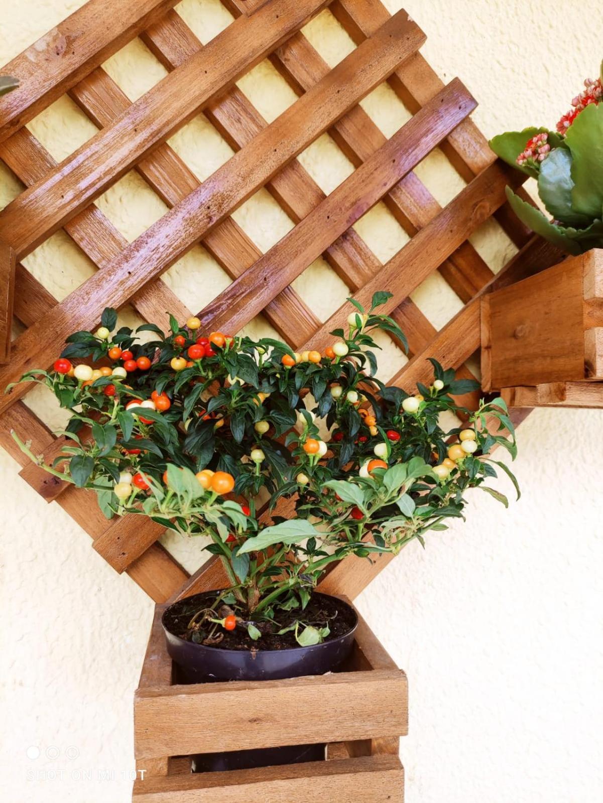 Renovo Beija-Flor Hostel E Espaco Terapeutico เบอร์ทีโอกา ภายนอก รูปภาพ
